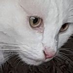 Confused cat Meme Generator - Imgflip