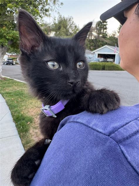 priceless pets chino hills 8