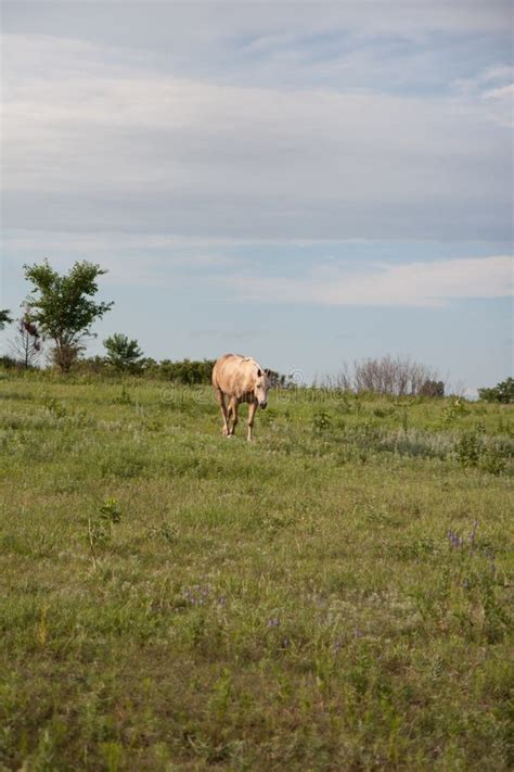 Golden Palomino Horse stock photo. Image of golden, horse - 56538788