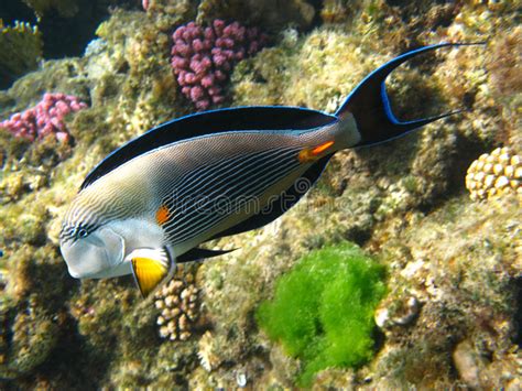 Sohal Surgeonfish In Red Sea Stock Photo Image Of Surgeonfish Tropic