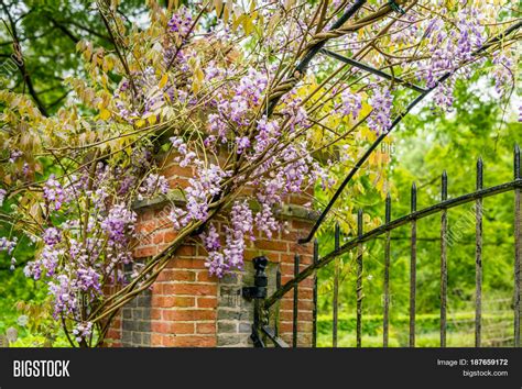 Chinese Wisteria Image And Photo Free Trial Bigstock