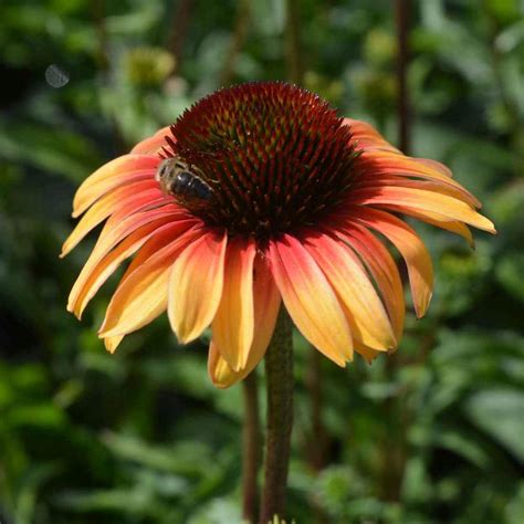 Echinacea Purpurea Sombrero Special Yellow Red Vendita Piante Online