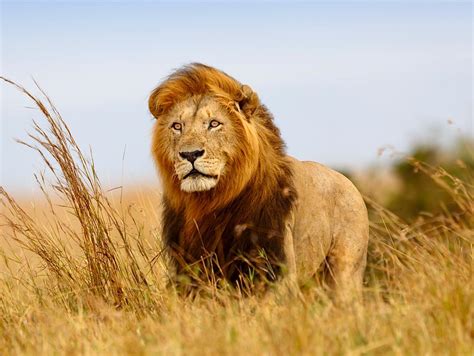 Lions Terrorise Chibuwe Villagers The Zimbabwe Mail