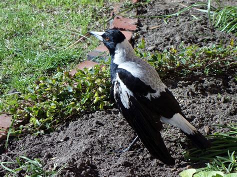 magpies wildlife victoria