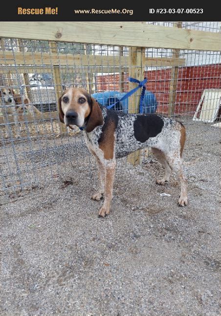 ADOPT 23030700523 Bluetick Coonhound Rescue Chesapeake VA