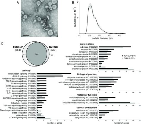 Isolation And Proteomic Analysis Of Bladder Cancer Evs A