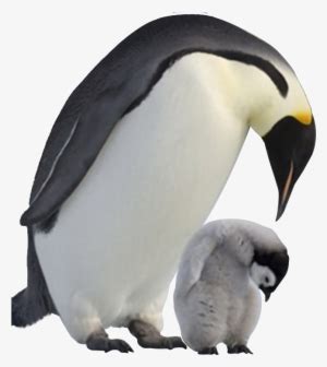 Penguin Png Image Transparent Background Baby Penguin Png X