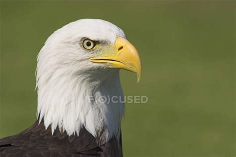 Portrait of bald eagle bird of prey outdoors. — natural, daylight ...