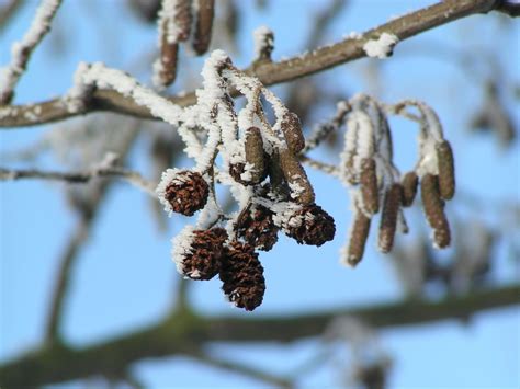 Free Images Tree Nature Branch Blossom Snow Winter Leaf Flower