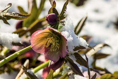 Les Compagnons des saisons 5 plantes qui résistent au froid