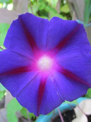 Morning Glory Grow Guide