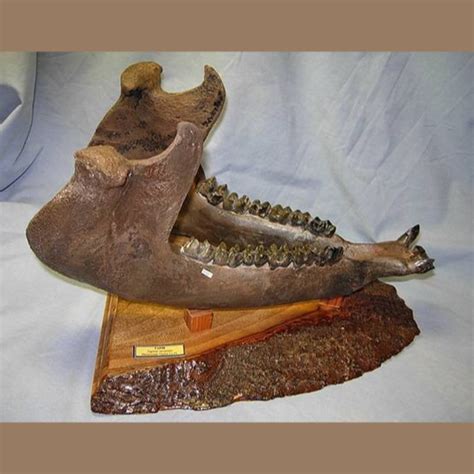 Tapir Jaw Fossil - Fossils & Artifacts for Sale | Paleo Enterprises