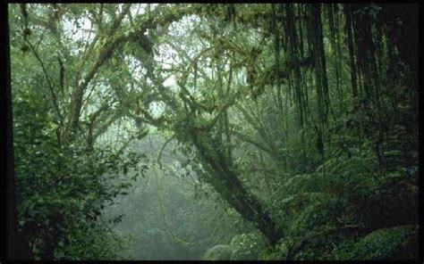 Climate Of Tropical Rainforest : Biological Science Picture Directory ...