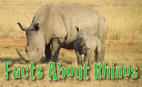 Facts About Rhinos: Rhinoceros Information For Kids