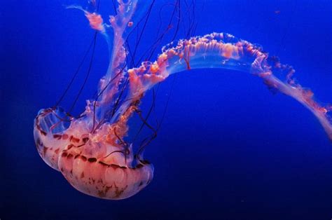 Jellyfish species, Fish pet, Species