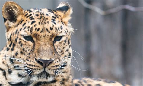 Amur Leopard Photos Wwf