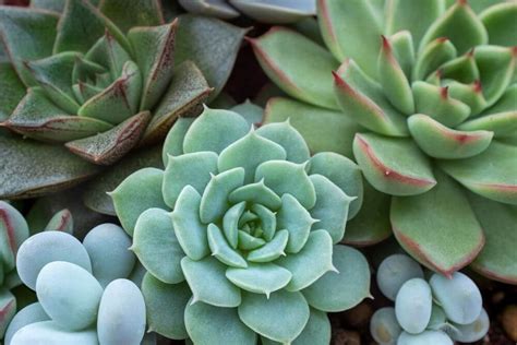 Best Soil For Succulents Indoors Gardeninghow