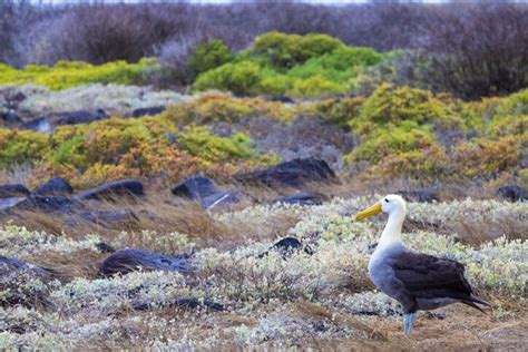 A Week of Wildlife Encounters & Outdoor Adventures in the Galápagos - 7 ...