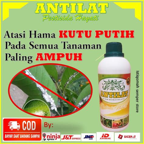 Jual Obat Hama Atasi Kutu Putih Pestisida Nabati Antilat Mengatasi