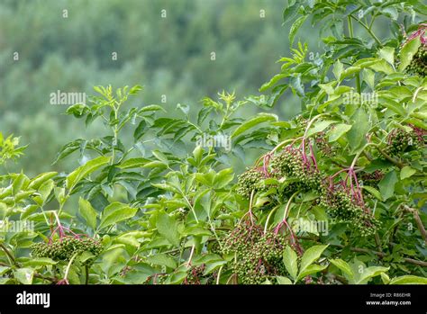 Closeup View Of Green And Immature Elderberry Plant Stock Photo Alamy