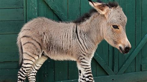 A Baby Zonkey Has Been Born Baby Animal Zoo