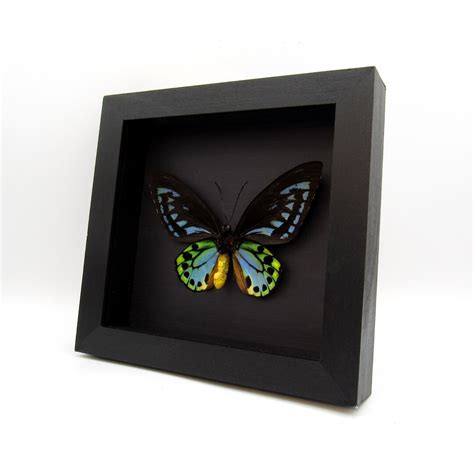 Rare Giant Blue Birdwing Butterfly Framed Taxidermy Ornithoptera Priamus Urvillianus Etsy