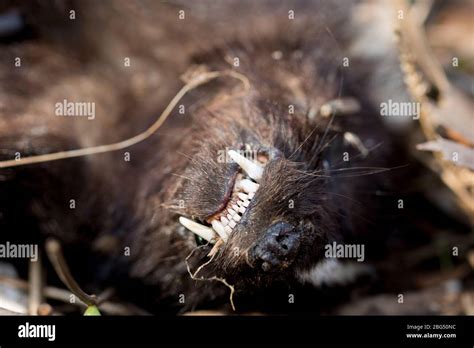 Skunk teeth hi-res stock photography and images - Alamy