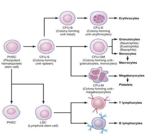 Erythropoiesis Flashcards Quizlet