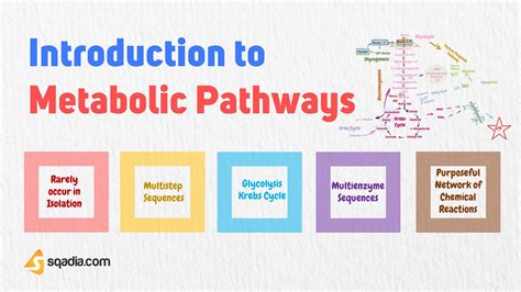 Introduction To Metabolic Pathways