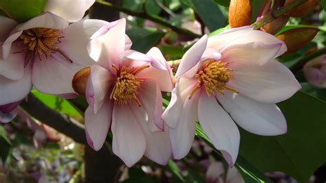 Map Melbourne Street Trees 156 Fairy Magnolia