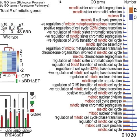 Conserved And Masked Reprogramming Activities Of Human BET Proteins