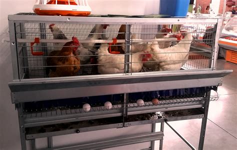 клетка для курицы с цыплятами своими руками