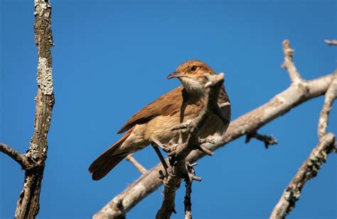 Rufous Hornero Bird Animal - Free photo on Pixabay