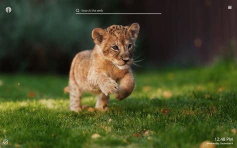 Baby Lion Cubs Wallpapers Top Free Baby Lion Cubs Backgrounds