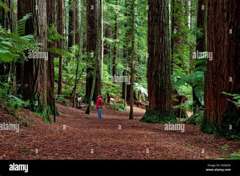 redwood forest rotorua Stock Photo - Alamy