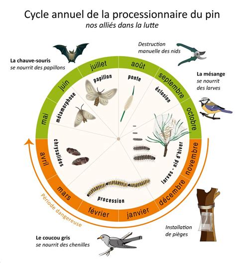 La Chenille Processionnaire Du Pin