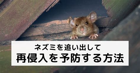 ネズミが屋根の隙間を侵入経路にしている場合の対策を解説 駆除plus 害獣駆除のプロが解説するお役立ち情報サイト