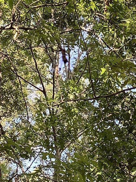 Golden Silk Spider From SH 332 Lake Jackson TX US On September 13