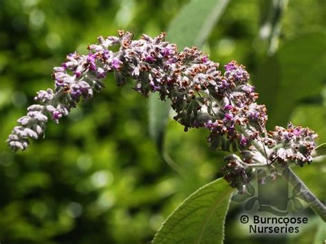 Buddleja Yunnanensis From Burncoose Nurseries