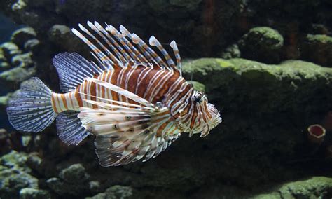 Quattro Specie Aliene Di Pesci Pericolosi Del Mediterraneo Ponza Racconta