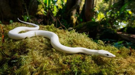 Sonhar cobra branca O que significa é ruim descubra