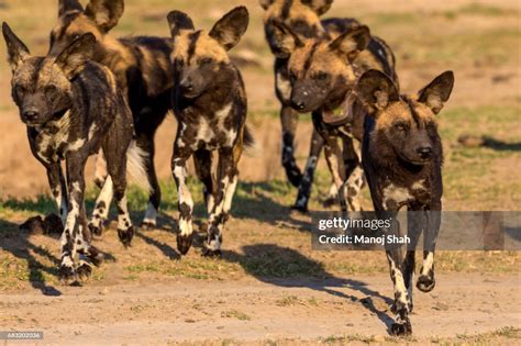 African Wild Dog Pack High-Res Stock Photo - Getty Images