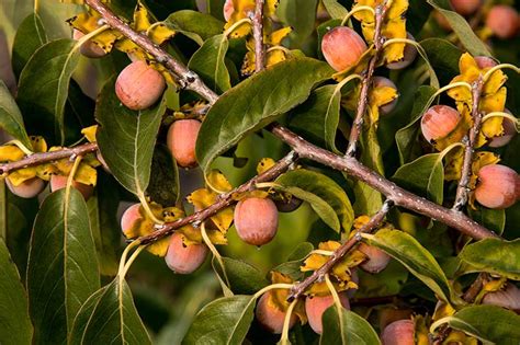 How To Grow American Persimmons Gardeners Path