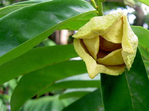 Cherimoya facts and health benefits