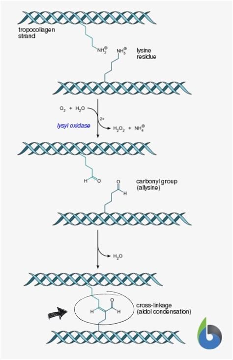 Cross Linking Definition And Examples Biology Online Dictionary