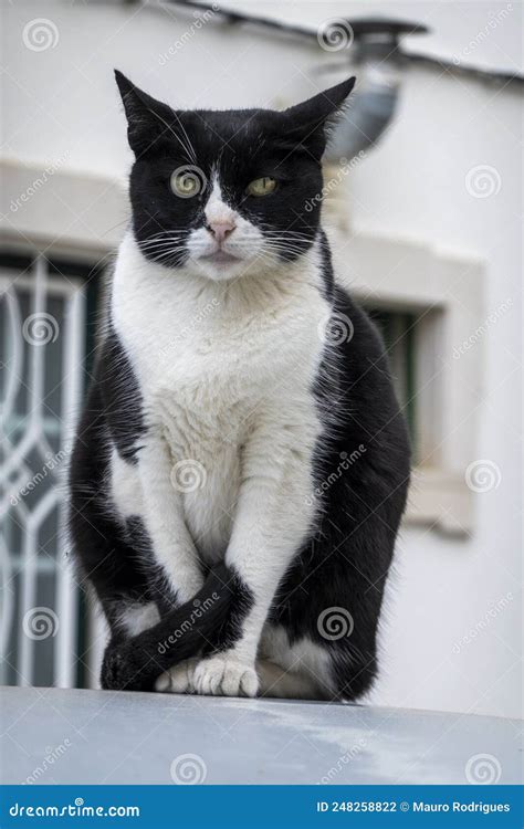 Black And White Domestic Cat Stock Photo Image Of Hair Algarve