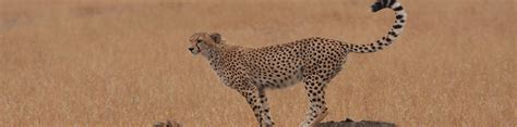 Cheetah Safari | Planetwildlife: Nature, Adventure, Offbeat & Luxury Travel