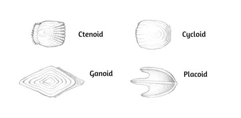draw animal scales