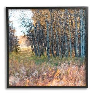 Stupell Autumn Birch Trees Grassy Path Woodlands Photography Framed