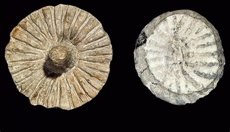 fossil sponge collections natural history museum